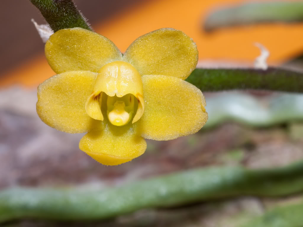 Chilochistaparishii.jpg