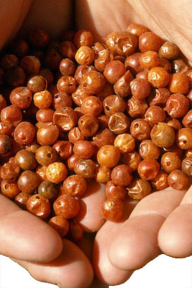 chiltepin.jpg