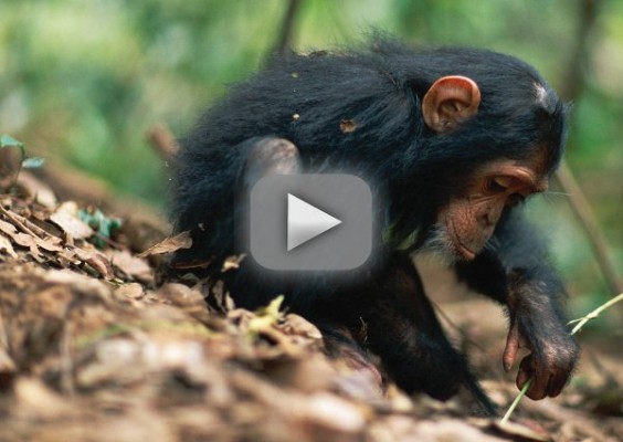 chimpance-herramientasv-564x400.jpg
