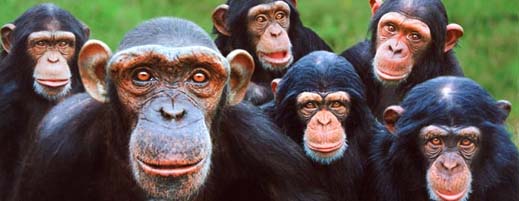 chimpances.jpg
