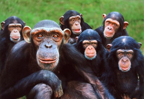 chimpances.jpg