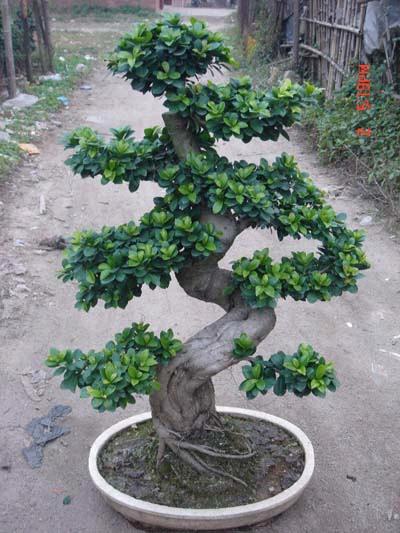 China_Aerial_Root_Ficus_Bonsai20093261203415.jpg