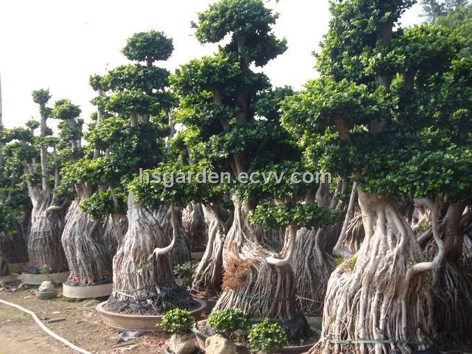 China_Ficus_microcarpa_bonsai20113211732062.JPG