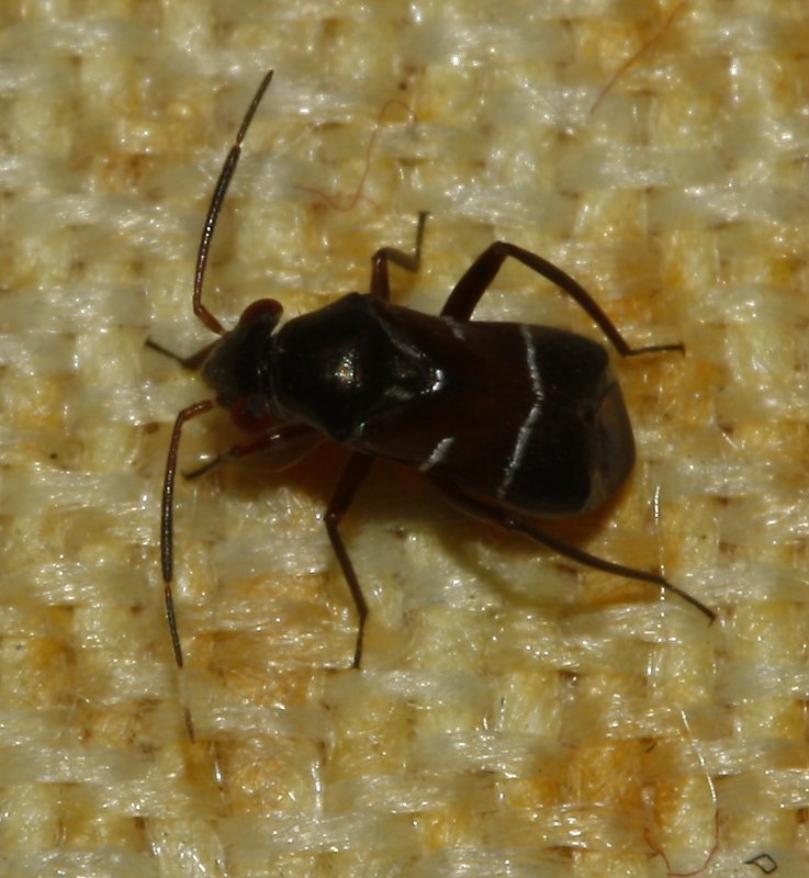 Chinche_3162.jpg