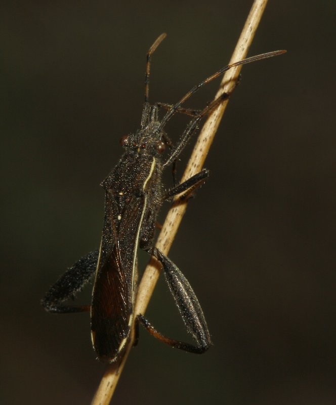 Chinche_4104.jpg