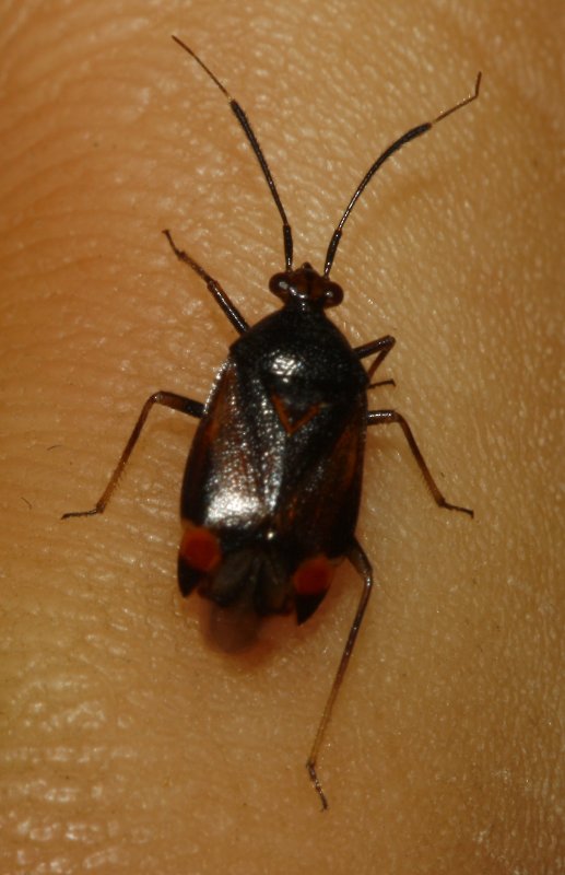 chinche_5939.jpg