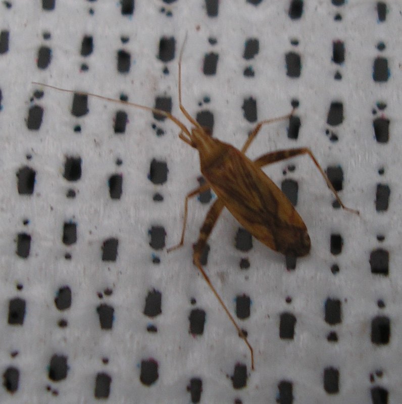 Chinche_salta_10063.jpg
