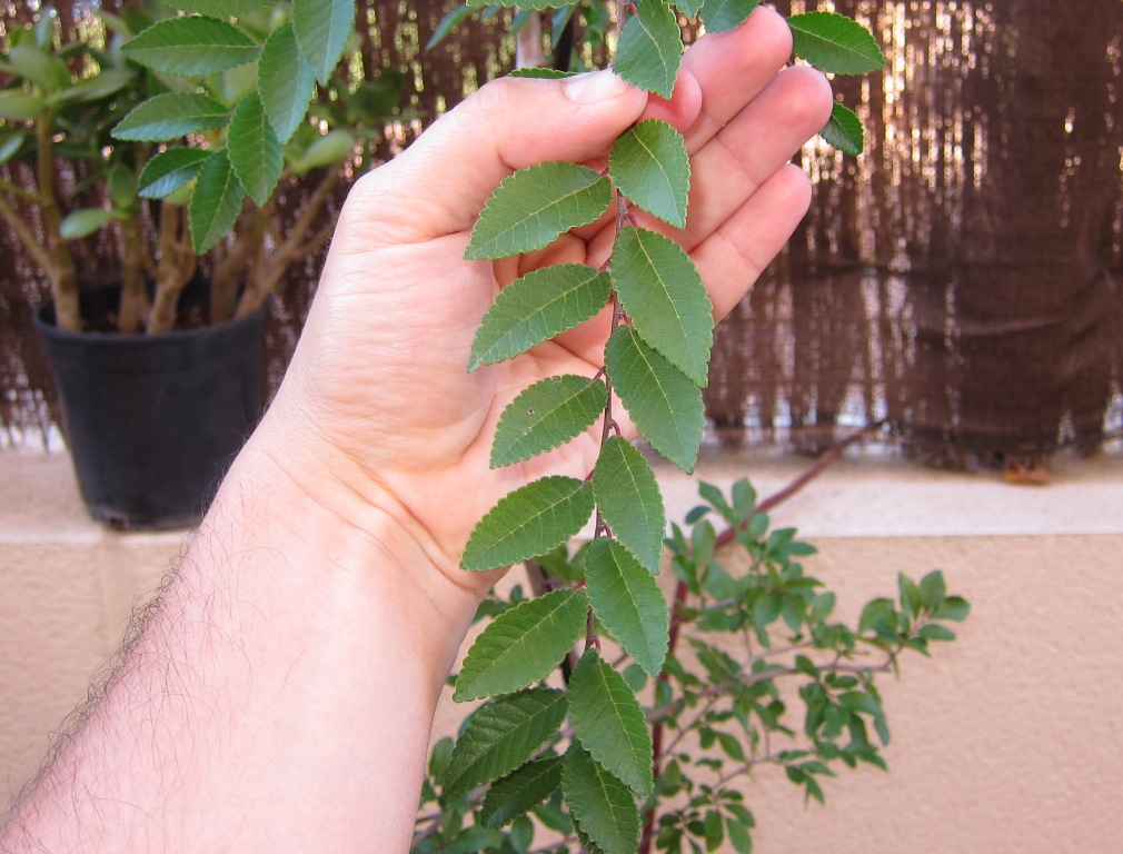 chinchin15_zps5ecd26f2.jpg