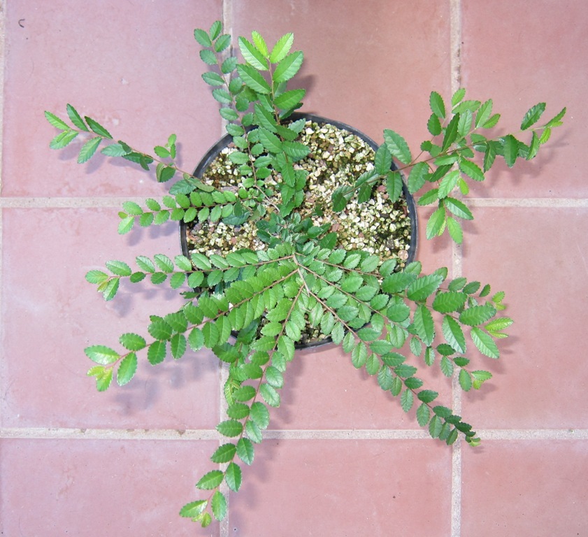 chinchin_zpsc1554216.jpg