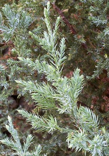 chinensis.jpg