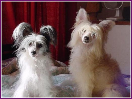 chinese_crested389.19847328244x_1190779123515.jpg