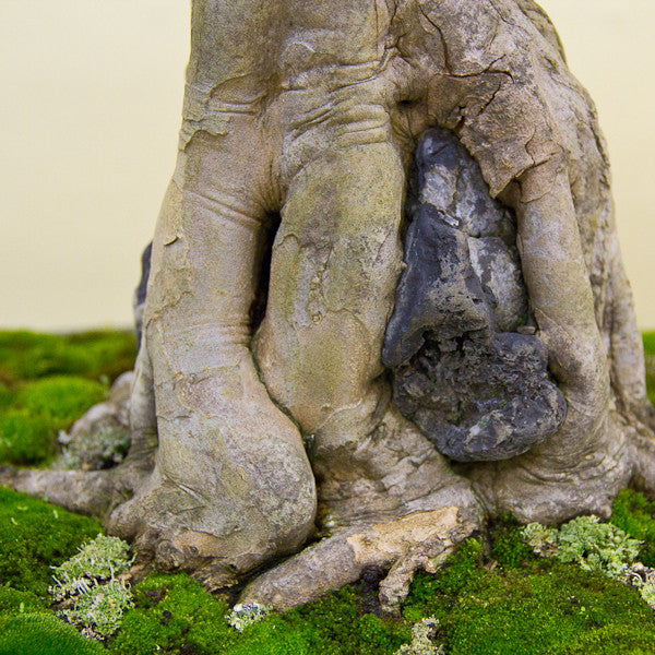 chinese_maple_bonsai_tree-5_grande.jpg