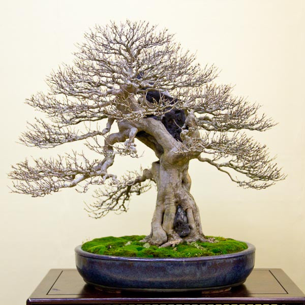 chinese_maple_root_over_rock_bonsai_tree_grande.jpg