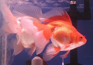 Chinese_red-white_veiltail.jpg