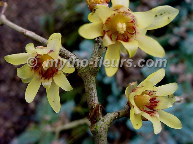 chinomanthus%20praecox%204.JPG