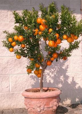 chinotto_in_vaso.jpg