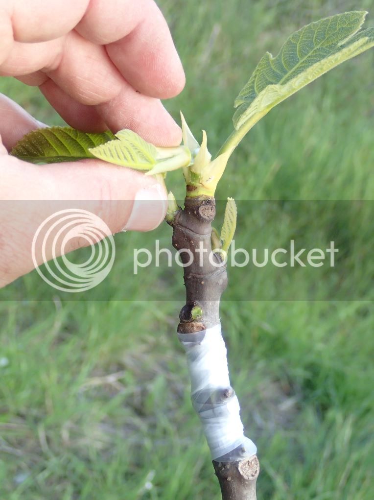 chip__bud_grafting_2017_09c_zpsmm7cn2bt.jpg