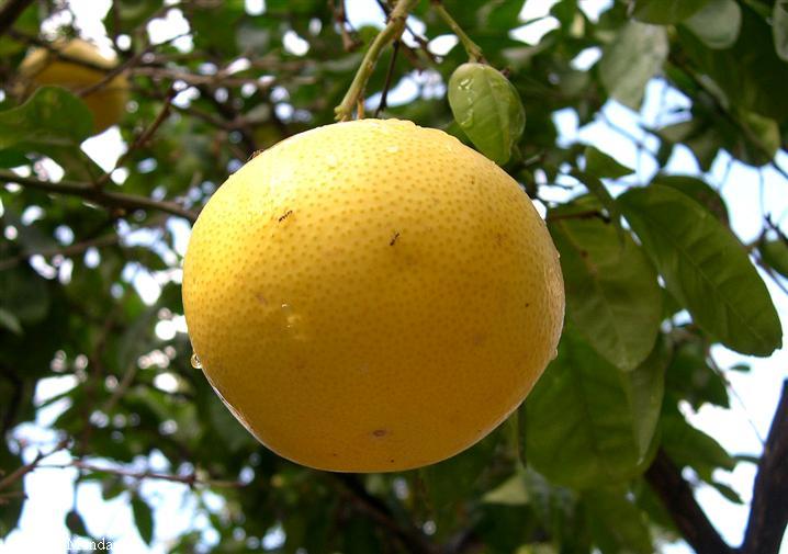 chironja-fruto.jpg