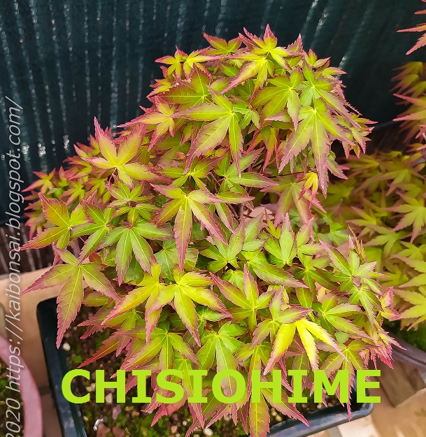 CHISIOHIME%2B%25282%2529.jpg