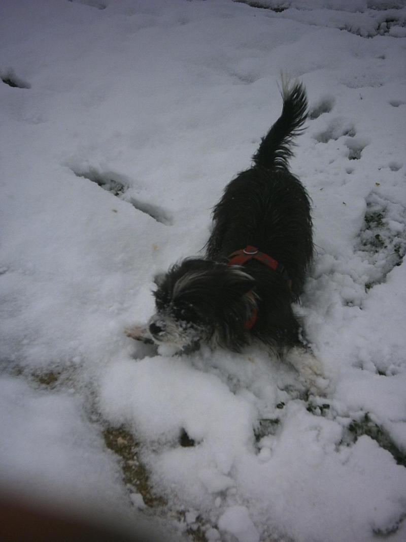 chispasnievea.jpg