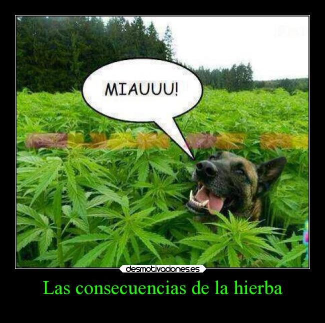 chiste-perro-desmotivaciones.jpg