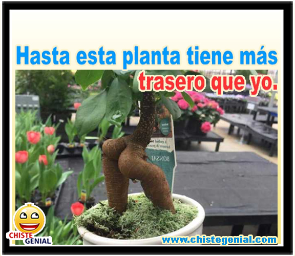 chistes-graficos-hasta-esta-planta-tiene-mas-trasero-que-yo.jpg