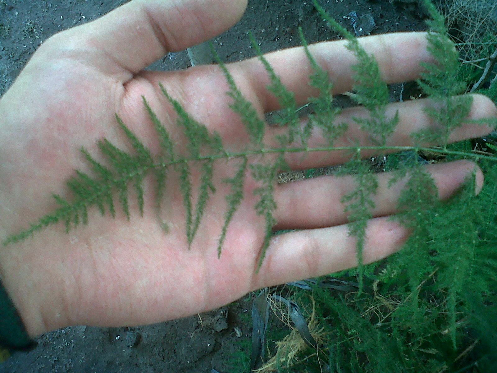 chivilcoy-20130212-00534-541138.jpg