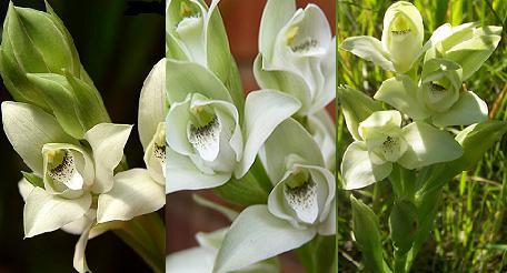 Chloraea-membranaceae.jpg