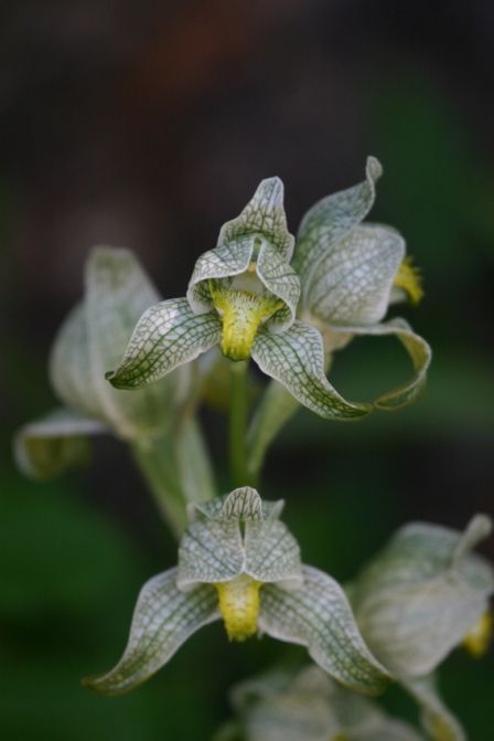 Chloraea_speciosa1.jpg