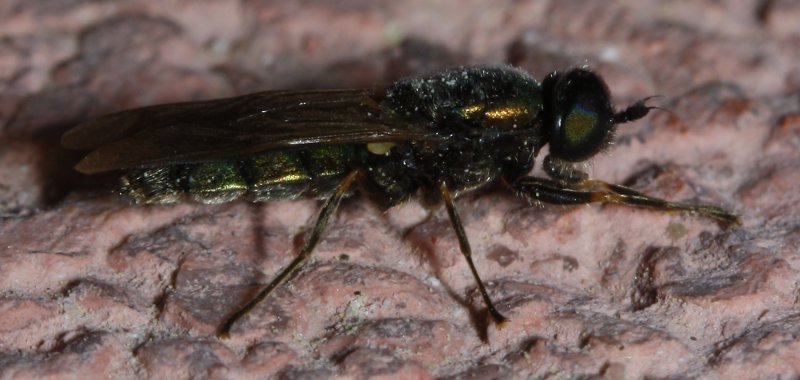 Chloromyia%20formosa%20hembra_2730.jpg