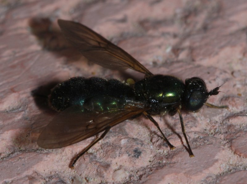 Chloromyia%20formosa%20hembra_2732.jpg