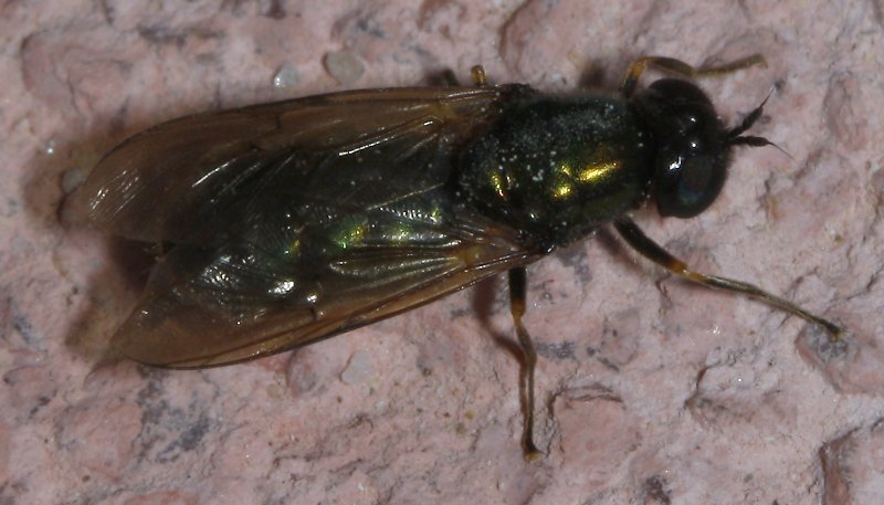 Chloromyia%20formosa%20hembra_2736.jpg