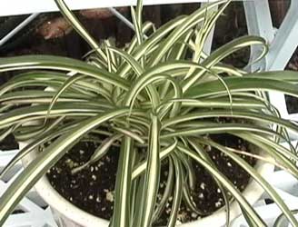 chlorophytum-comosum.jpg