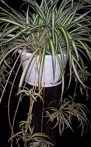chlorophytum.jpg