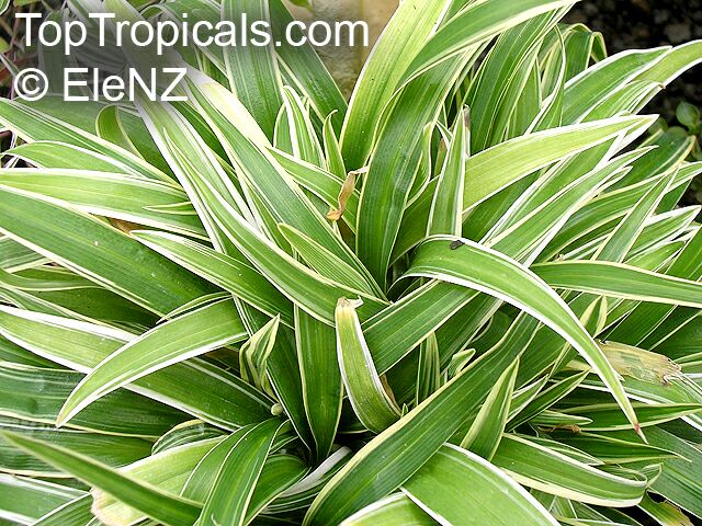Chlorophytum_laxum05el.jpg