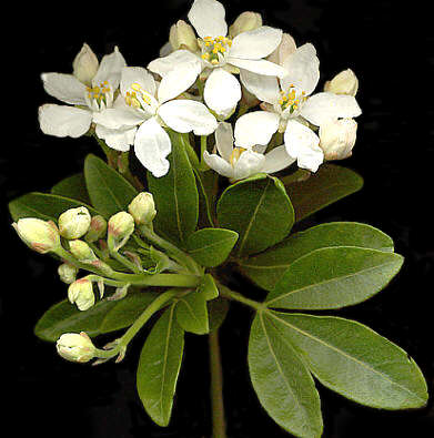 choisya_ternata2.jpg