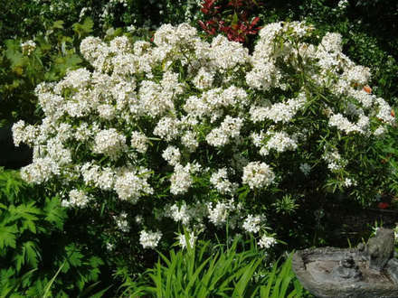 choiysa__Simbad.__Choysia_Ternata..jpg
