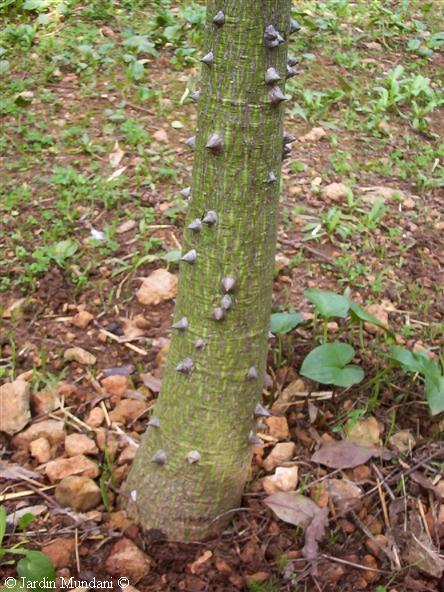 chorisia.jpg