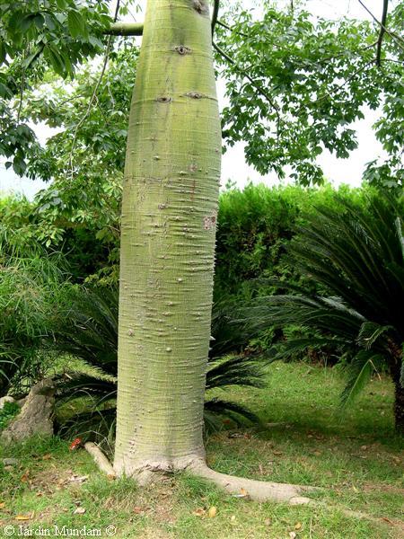 chorisia7.jpg