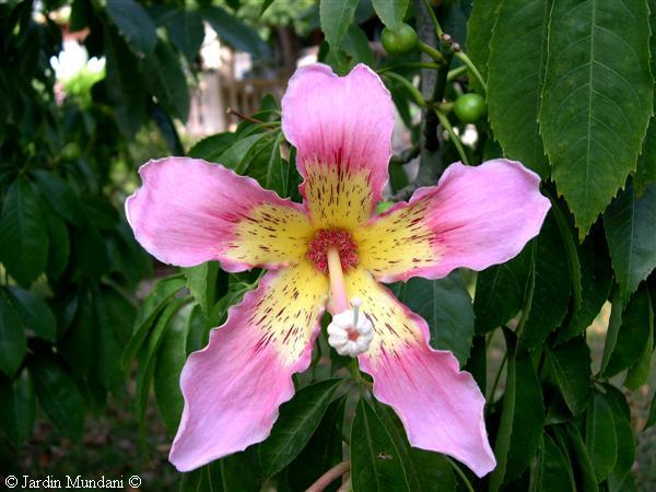 chorisia7.jpg