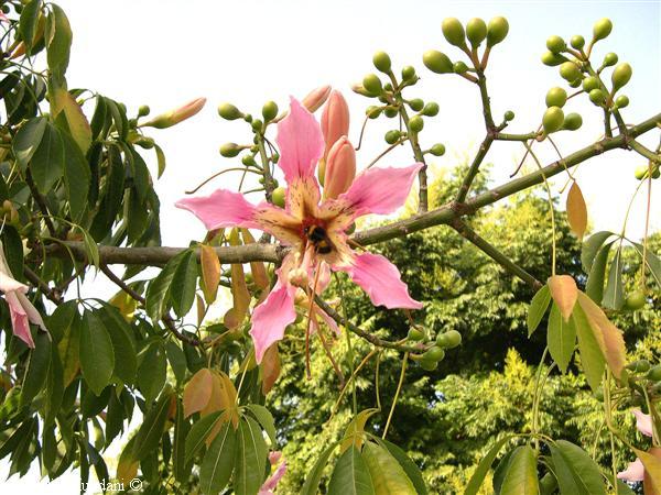 chorisia8.jpg