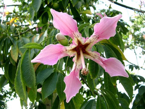 chorisia9.jpg