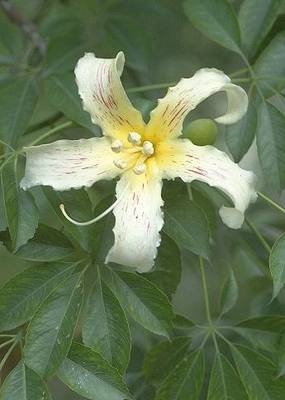 Chorisia_insignis.jpg