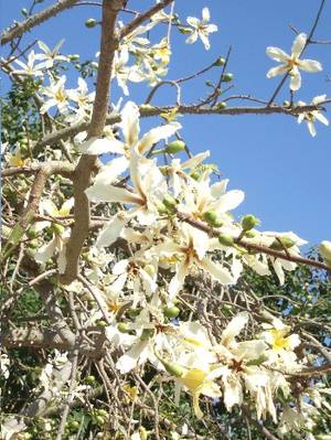 chorisia_insignis_palo_borracho_amarillo.JPG