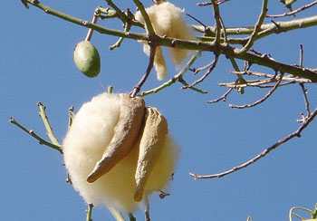 Chorisia_speciosa_fruto-semilla.jpg