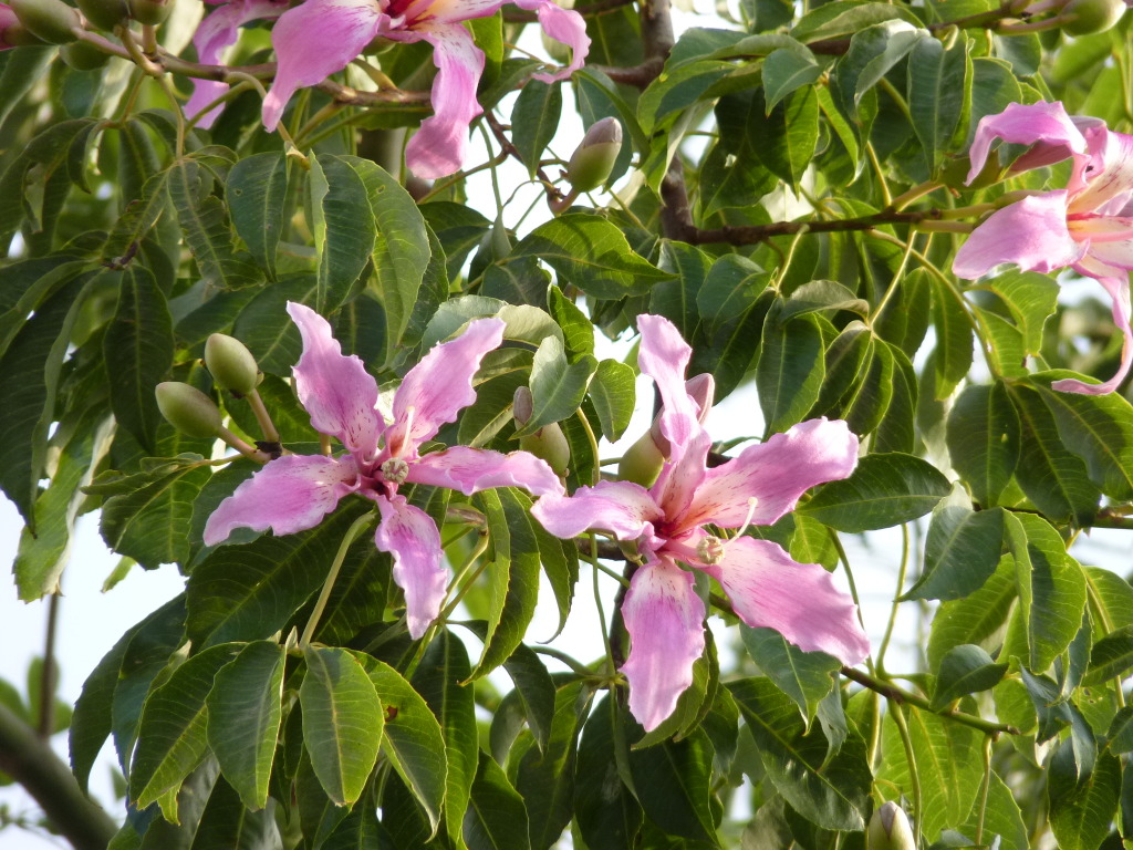 chorisiaflowers001.jpg