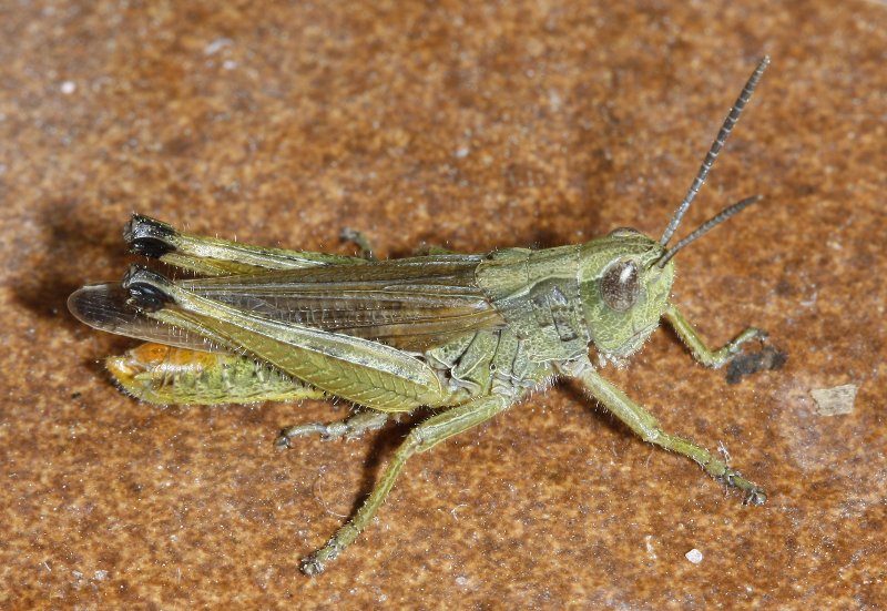 Chorthippus%20apicalis_2437.jpg