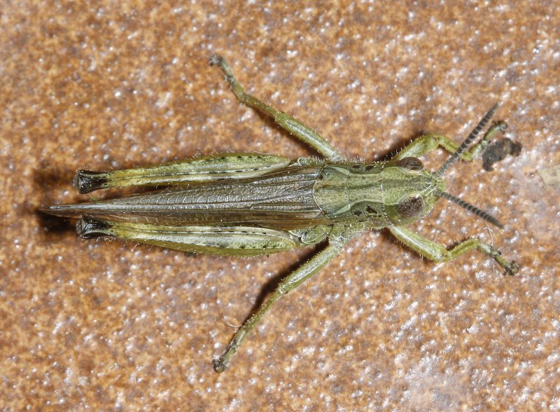 Chorthippus%20apicalis_2439.jpg