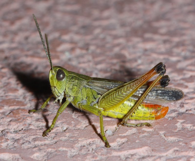 Chorthippus%20apicalis_2722.jpg