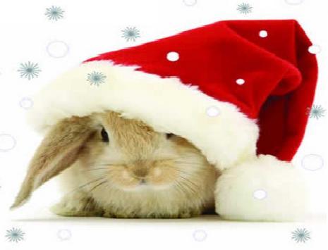 christmas-bunny.jpg